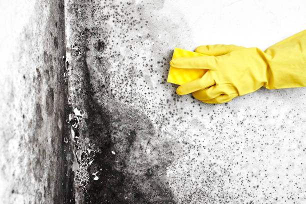 Best Commercial Mold Removal  in Mayville, ND