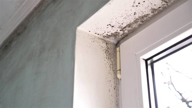 Best Mold Damage Repair  in Mayville, ND
