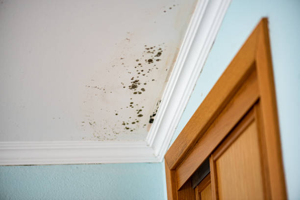 Best Fast Mold Removal  in Mayville, ND