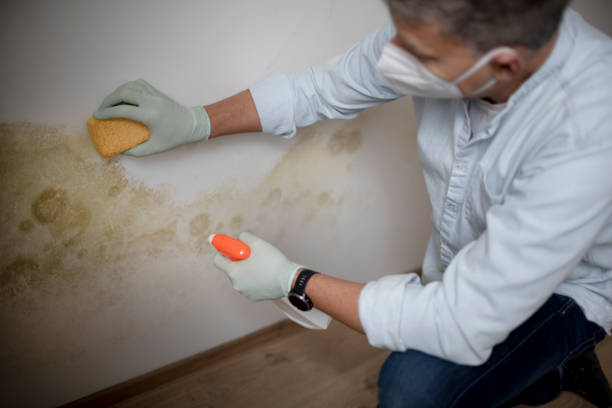 Best Best Mold Removal Companies  in Mayville, ND