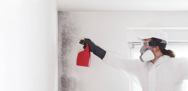 Best Mold Remediation  in Mayville, ND