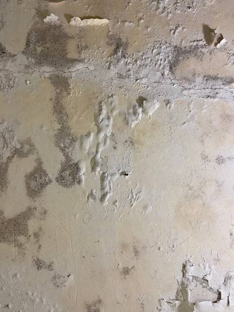 Home Mold Removal in Mayville, ND