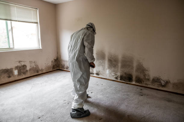 Best Mold Testing  in Mayville, ND