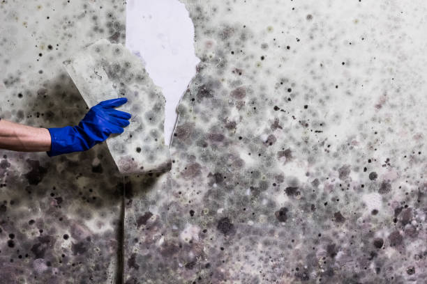 Best Mold Cleaning Services  in Mayville, ND