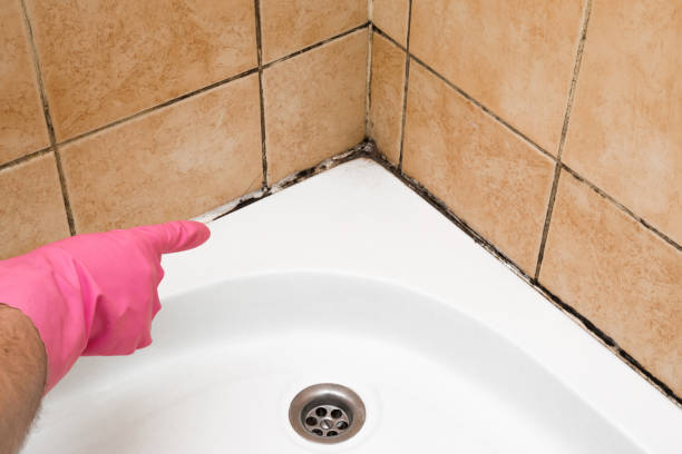 Best Office Mold Removal Services  in Mayville, ND